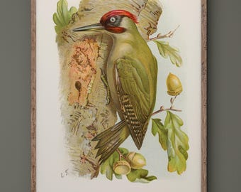Green Woodpecker vintage bird print by Eliza Turck. XIX Century reproduction