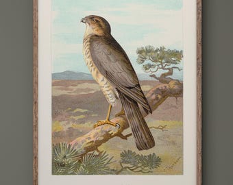 Sparrow Hawk vintage illustration by Archibald Thorburn. XIX Century fine art print reproduction