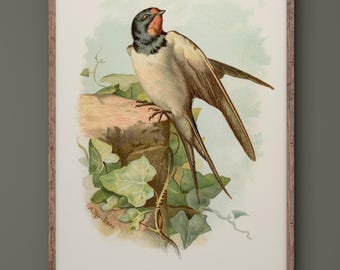 Swallow vintage bird print by Archibald Thorburn. XIX century reproduction