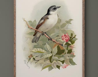 Pied fly catcher vintage bird print by Archibald Thorburn. XIX Century reproduction