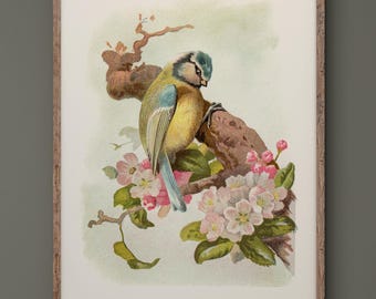 Blue tit vintage bird print by Archibald Thorburn . XIX Century reproduction