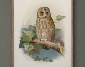 Tawny owl vintage illustration by Archibald Thorburn. XIX Century reproduction print