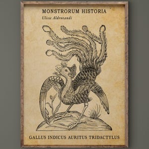 Puede incluir: Una impresión vintage enmarcada con una detallada ilustración en blanco y negro de un ave fantástica con elaboradas plumas de cola. La impresión incluye texto en latín y está sobre un fondo sepia.