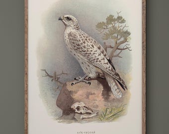 Gyr Falcon vintage illustration reproduction by Archibald Thorburn.