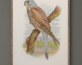 Kestrel prey bird vintage illustration XIX Century by Eliza Turck