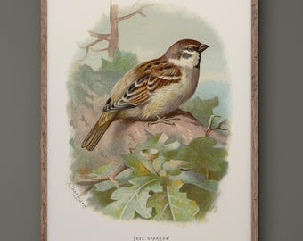 Tree Sparrow vintage bird print by Archibald Thorburn. XIX Century reproduction