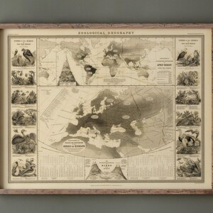 Może przedstawiać: Oprawiona mapa w stylu vintage zatytułowana "Zoological Geography" ze szczegółowymi ilustracjami ptaków i regionów geograficznych. Mapa jest w odcieniach sepii, z tekstem i ilustracjami w kolorze czarnym. Rama jest w kolorze jasnobrązowym.