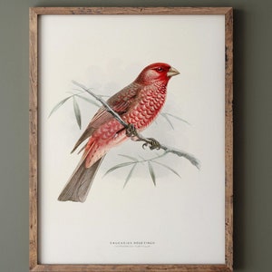 Caucasian Rose finch. Vintage bird print repro.  Remastered XIX beautiful illustration of european birds collection.
