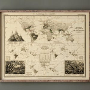 Op de afbeelding: Een ingelijste vintage kaart getiteld "Zoological Urgeography" met gedetailleerde illustraties van de wereld. De kaart bevat illustraties van bergen en reptielen. De lijst is lichtbruin.