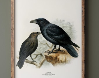 Raven and brown necked raven birds. Vintage bird print repro.  Remastered XIX beautiful illustration of european birds collection.