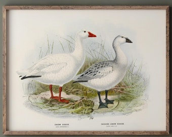 Snow goose. Vintage bird print repro.  Remastered XIX beautiful illustration of antique birds collection.