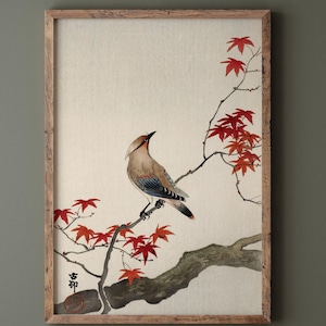 Japanese waxwing on maple by Ohara Koson Ukiyo-e Fine Art Print reproduction Matte poster