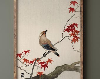 Japanese waxwing on maple by Ohara Koson Ukiyo-e Fine Art Print reproduction Matte poster
