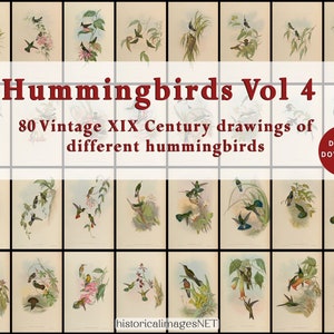 Tableau vintage de colibris du XIXe siècle. TÉLÉCHARGEMENTS NUMÉRIQUES. Art mural imprimable. 80 oiseaux anciens remasterisés Vol 4