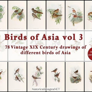 Dibujos antiguos de pájaros asiáticos Vol 3. Colección de 78 pájaros de Asia. DESCARGA DIGITAL. Cuadros antiguos de arte mural imprimibles. Efímera de aves