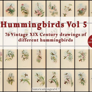 Tableau vintage de colibris du XIXe siècle. TÉLÉCHARGEMENTS NUMÉRIQUES. Art mural imprimable. 76 oiseaux anciens remasterisés Vol 5