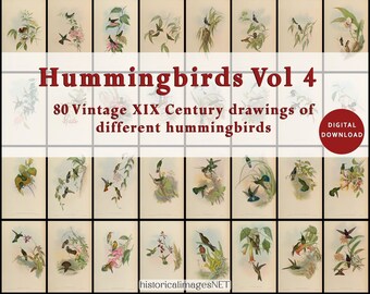 Vintage painting of hummingbirds of the XIX Century. DIGITAL DOWNLOADS. Printable wall art. 80 remastered antique birds Vol 4
