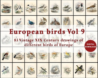 Vintage european birds Vol 5. Collection of 83 birds from Europe. DIGITAL DOWNLOAD of antique paintings. Printable wall art. Bird ephemera