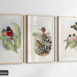 Vintage birds fine art print reproduction. Set of 3 John Gould bird illustrations. Wall art decor
