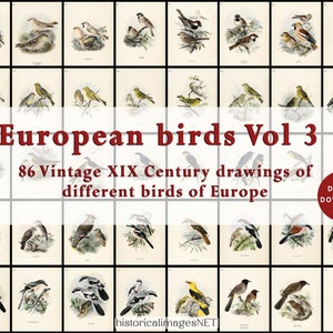Uccelli europei vintage Vol 3. Collezione di 86 uccelli dall'Europa. Dipinti antichi. DOWNLOAD DIGITALE. Arte da parete stampabile.
