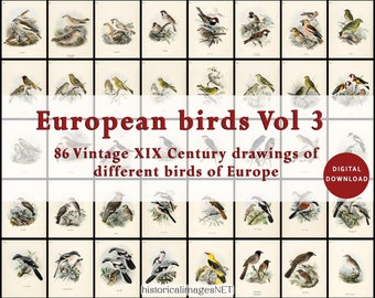 Vintage european birds Vol 3. Collection of 86 birds from Europe. Antique paintings. DIGITAL DOWNLOAD. Printable wall art.
