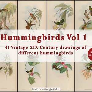 Vintage painting of hummingbirds of the XIX Century. DIGITAL DOWNLOADS. Printable wall art. 41 remastered antique birds Vol 1