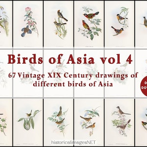 Disegni vintage di uccelli asiatici Vol 4. Collezione di 67 uccelli dall'Asia. DOWNLOAD DIGITALE. Dipinti antichi da parete stampabili. Effimera degli uccelli