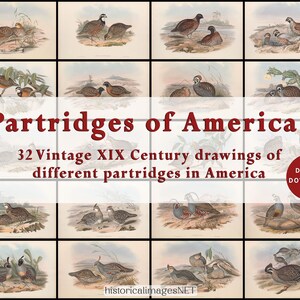 Partdriges of America. Collection of 32 vintage drawings of the XIX century of differente partdriges of America. Digital Download wall art
