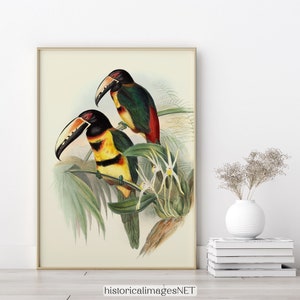 Art print / canvas of beautiful vintage toucans birds by John Gould XIX Century. Antique bird painting poster