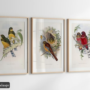 Vintage birds fine art print reproductions. Set of 3 John Gould bird illustrations. Wall art decor