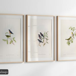 Vintage birds fine art print reproductions. Set of 3 John Gould bird illustrations. Wall art decor. Set 2.3