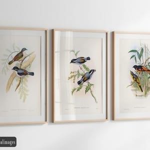 Vintage birds fine art print reproductions. Set of 3 John Gould bird illustrations. Wall art decor 2.2