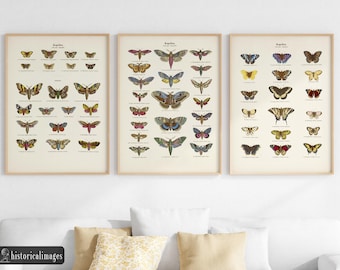 Vintage Moth Prints Set - Fine Art Insect Wall Decor