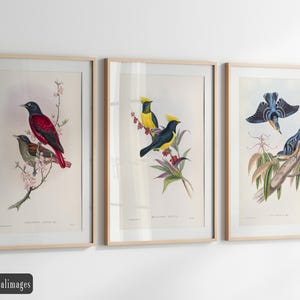 Vintage birds fine art print reproductions. Set of 3 John Gould bird illustrations. Wall art decor Set 2.4