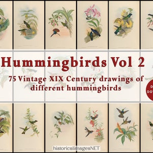 Tableau vintage de colibris du XIXe siècle. TÉLÉCHARGEMENTS NUMÉRIQUES. Art mural imprimable. 75 oiseaux anciens remasterisés
