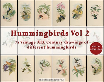 Vintage painting of hummingbirds of the XIX Century. DIGITAL DOWNLOADS. Printable wall art. 75 remastered antique birds