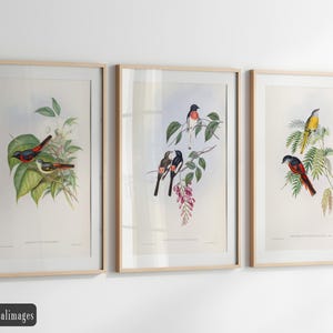 Vintage birds fine art print reproductions. Set of 3 John Gould bird illustrations. Wall art decor. Set 2.1