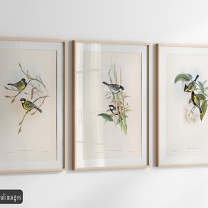 Vintage birds fine art print reproductions. Set of 3 John Gould bird illustrations. Wall art decor. Set 2.5