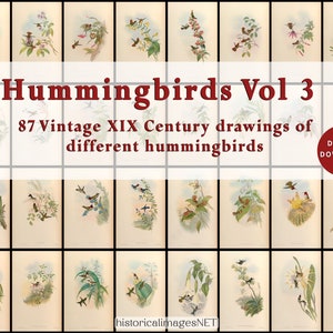 Tableau vintage de colibris du XIXe siècle. TÉLÉCHARGEMENTS NUMÉRIQUES. Art mural imprimable. 87 oiseaux anciens remasterisés