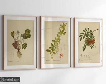 Puede incluir: Tres ilustraciones botánicas enmarcadas de plantas. La primera imagen muestra una planta verde con flores blancas y el texto "Arethusa bulbosa L.". La segunda imagen muestra una planta verde con bayas rojas y el texto "Berberis vulgaris L.". La tercera imagen muestra una planta verde con bayas rojas y el texto "Crataegus Oxyacantha L."