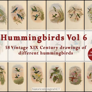 Tableau vintage de colibris du XIXe siècle. TÉLÉCHARGEMENTS NUMÉRIQUES. Art mural imprimable. 58 oiseaux anciens remasterisés Vol 6