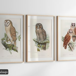 Vintage birds fine art print reproduction. Set of 3 John Gould bird illustrations. Wall art decor