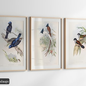 Vintage birds fine art print reproductions. Set of 3 John Gould bird illustrations. Wall art decor 2.6