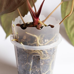 Può includere: Primo piano di una pianta da interno con foglie rosso scuro e radici bianche che crescono in un vaso di plastica trasparente con fori di drenaggio.