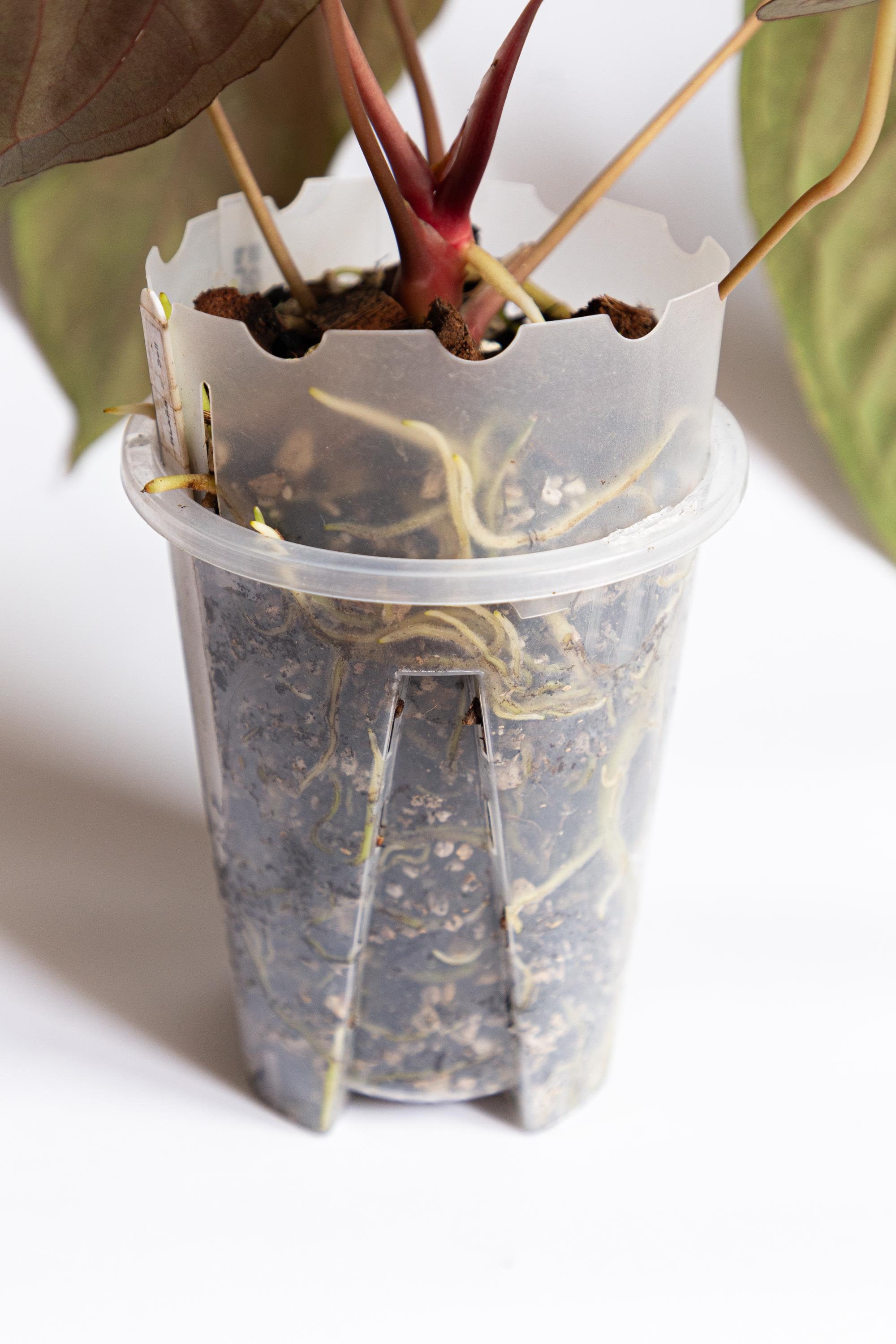 anthurium samen Schwarze Anthurium-Samen – Exotische Sorte für einfache Pflanzung – Pure  Asia Seeds main image 1