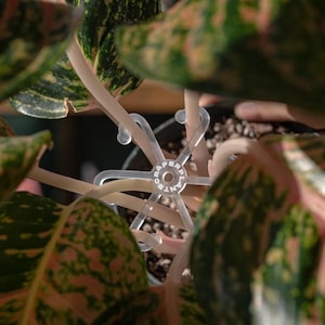 Alocasia Stem Hook Support With Stake for Heavy and Droopy Leaves