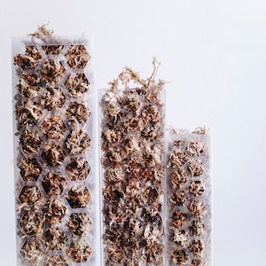 Palo di muschio a forma di D estensibile per Monstera, Filodendri, Pothos e piante rampicanti Supporto per la crescita