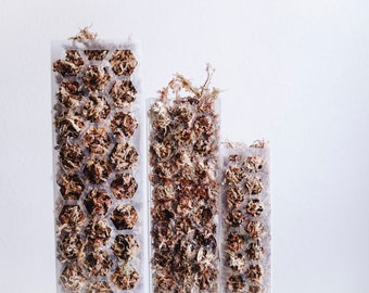 Palo di muschio a forma di D estensibile per Monstera, Filodendri, Pothos e piante rampicanti Supporto per la crescita