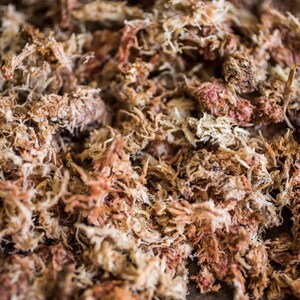 Sphagnum Moos für Aroids & Kletterpflanzen Pflanzenmoos-Blumenerde mit hoher Wasserbindung und natürlichem pH-Wert 300g / 13,5L Bild 2