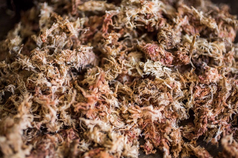 Sphagnum Moos für Aroids & Kletterpflanzen Pflanzenmoos-Blumenerde mit hoher Wasserbindung und natürlichem pH-Wert 300g / 13,5L Bild 2